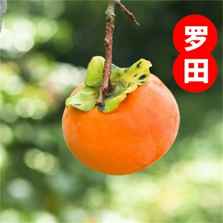 罗田无核方柿子树苗嫁接无籽甜柿南北方盆栽庭院地栽种植当年结果