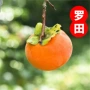 罗田无籽庭院嫁接树苗