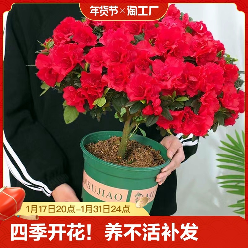 四季杜鹃花盆栽带花苞红杜鹃花树苗老桩好养花卉植物室内开花客厅