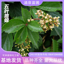 ��ɽ�������~���~���\�tɫ������������������Ԯ�����׻�����ֲ��