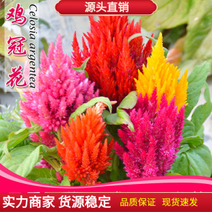 ���U�u�ڻ��N�Ӽt�S�^�����b����Pβ�҃����^�p�̨ͥԺ���Ի���