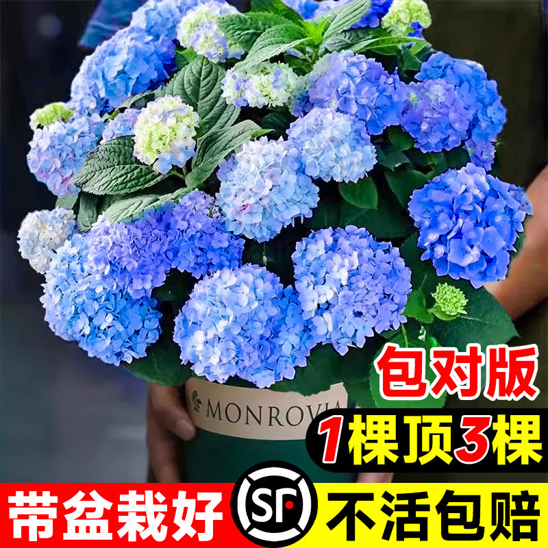 Hydrangea Seedlings Endless Summer Four Seasons Hydrangea Potted Flower Plants Indoor Flowers Blooming Courtyard Easy to Grow Hydrangea Seedlings Endless Summer Four Seasons Hydrangea Potted Flower Plants Indoor Flowers Blooming Courtyard Easy to Grow
