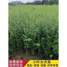 С�~Ůؑ���~Ůؑ�t�~ʯ骶��ೣ�Gֲ��ͥԺ�G�h�����h�ʾG������