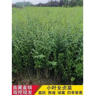 С�~Ůؑ���~Ůؑ�t�~ʯ骶��ೣ�Gֲ��ͥԺ�G�h�����h�ʾG������