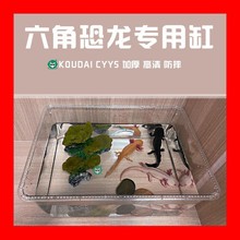 六角恐龙鱼的鱼缸专用鱼缸躲避屋用品喂食器幼体大号蝾螈网红