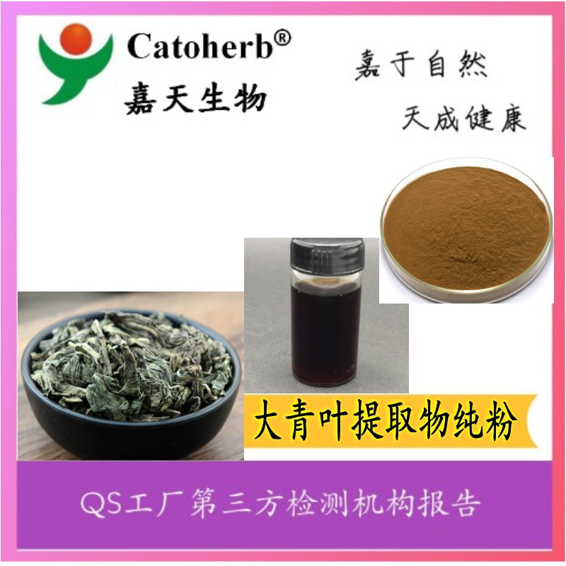供应大青叶提取物 10：1纯粉 植物提取 多种规格 量大从优