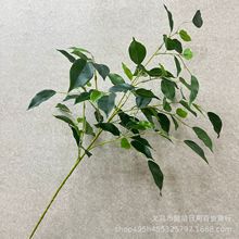 ���֦�軨�~ ���m�~�R��ľ �Gֲ�[���@�֑����쾰����32���Ř��~