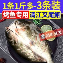 烤鱼钓鱼记开背清江鱼叉尾鮰江团冷冻去鳃去内脏半成品纸包鱼食材