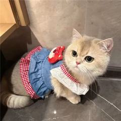 宠物猫咪狗狗外出牵引绳胸背中小型犬比熊博美带牵引扣可牵引胸背