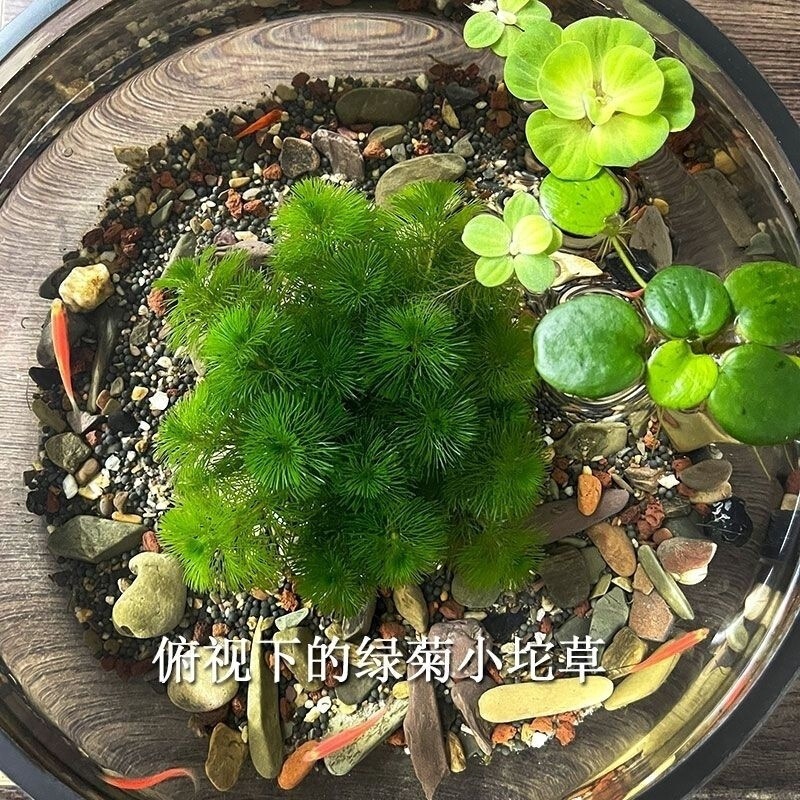 绿菊坨草增氧球形水草一整套斗鱼鱼缸造景无需底砂净化水质|undefined