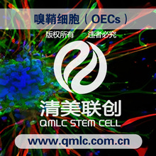嗅鞘细胞（OECs）/67种专能干细胞/干细胞源头厂家/清美联创