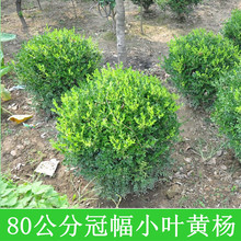 黄杨树苗独杆小叶瓜子黄杨球盆栽庭院地栽造型盆景树桩素材绿化苗