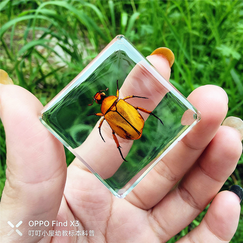 황금풀갈색 거미벌레 70%