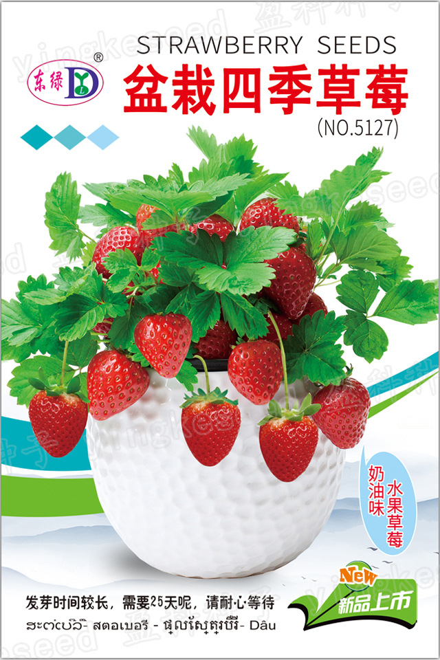盆栽草莓一一一一