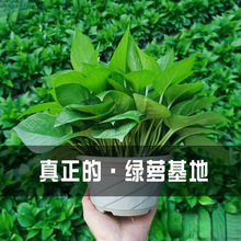 绿萝盆栽室内吸除甲醛长藤垂吊大叶型号绿箩新房水培花卉包邮批发