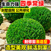 小叶黄杨球瓜子黄杨四季常青别墅地栽庭院花坛耐寒绿化植物篱笆墙