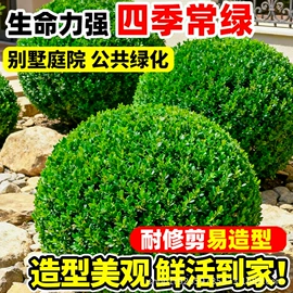 盆栽;园林果树;灌木