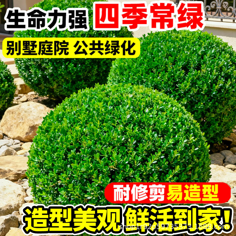 小叶黄杨球瓜子黄杨四季常青别墅地栽庭院花坛耐寒绿化植物篱笆墙