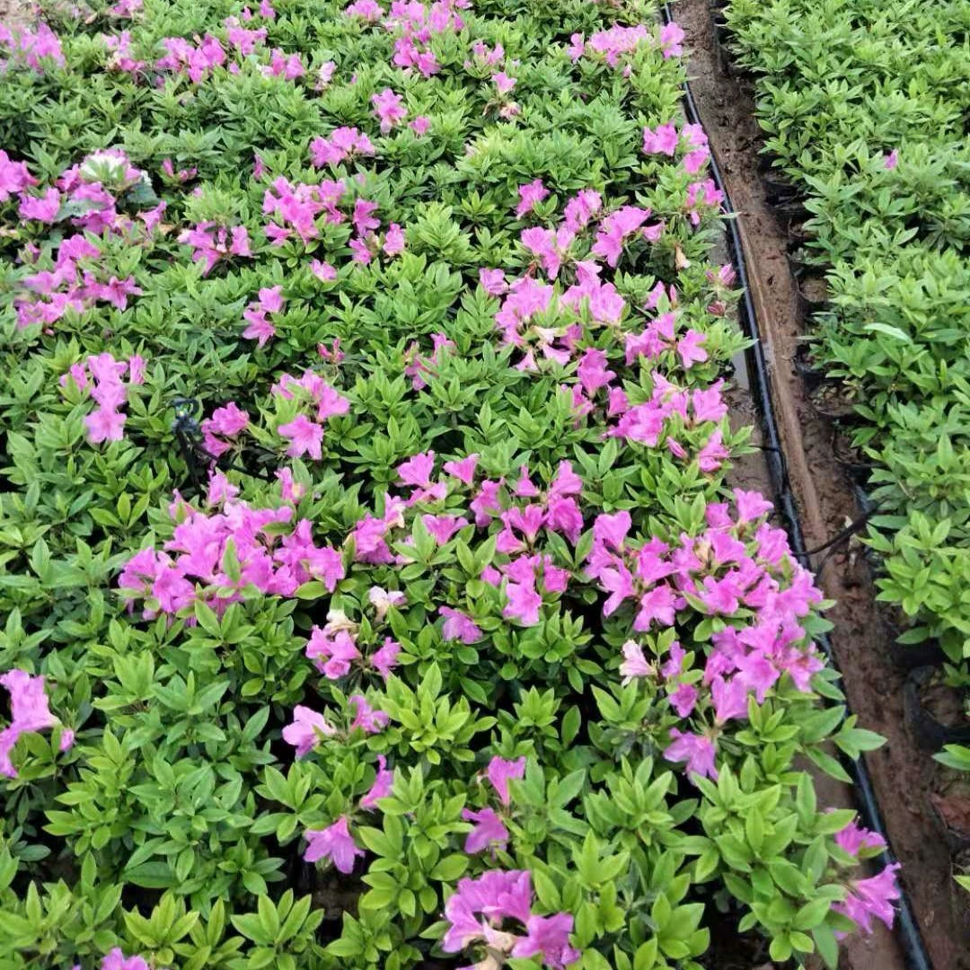 База Оптовая Продажа Рододендрон Рассада Рододендрон Азалии Рододендрон Зеленые саженцы