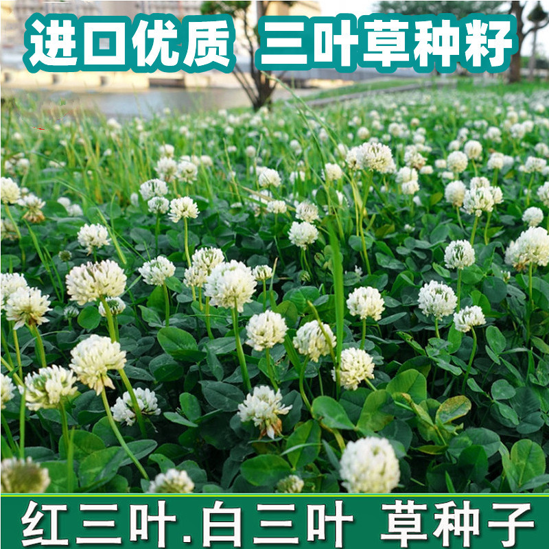 Clover seeds