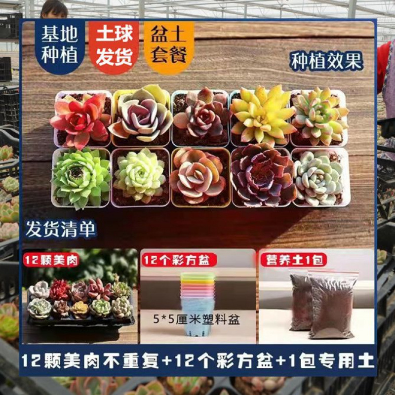 多肉植物卸売鉢植え組み合わせ花屋内ルビーエデナス高級多肉植物ガーデニング|undefined