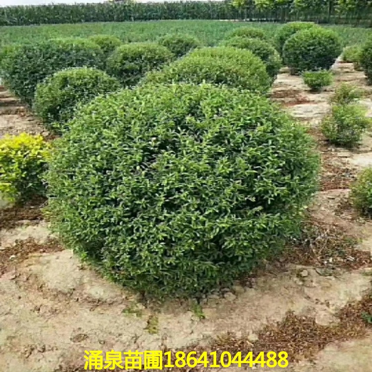 mmexport1539422569439