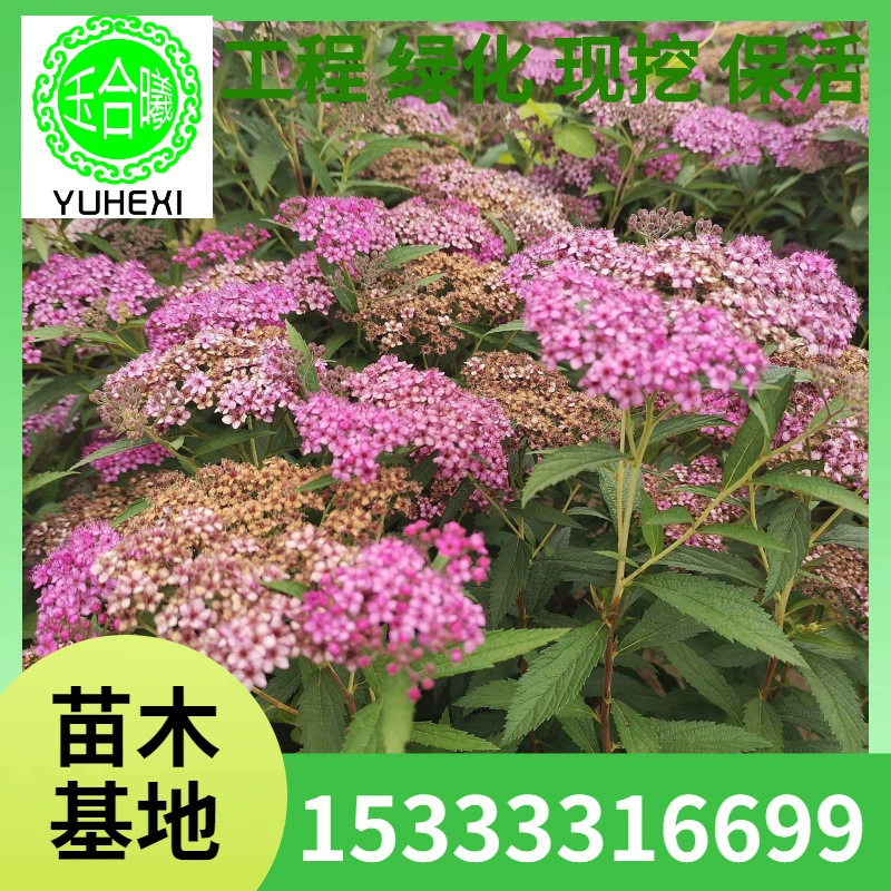 Листья ивы, красная ива, розовый цветок ивы, цветок ивы, зеленая живая изгородь, почвопокровное растение, кашпо для рассады, поставка рассады.