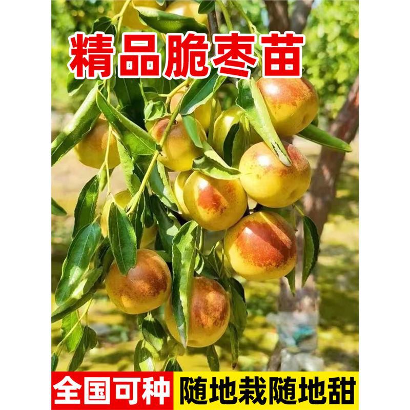 枣树活苗特大冬枣嫁接果苗特大南北方种植庭院冰糖枣树果树苗盆栽