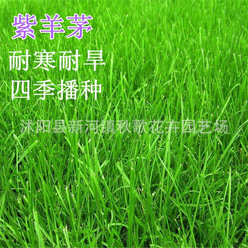 Фиолетовый овсяница Семена газон Семена специально для защиты склонов и озеленения Морозостойкие Trample-упорный садовый подрост декоративные семена газона