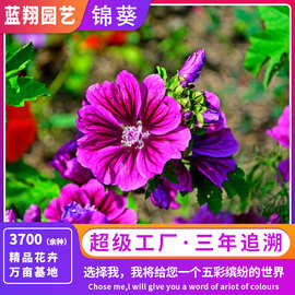 锦葵种子四季春秋播耐寒花卉种孑盆栽南方越冬荆葵金钱紫花葵种籽