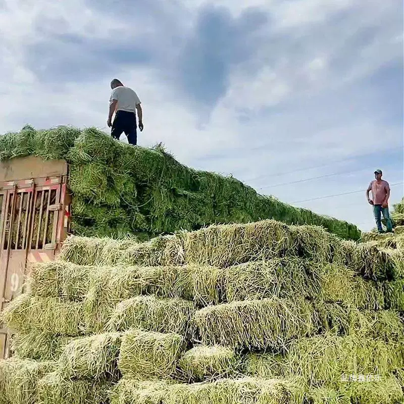 Сухой корм из люцерны для крупного рогатого скота и лошадей, сухой корм для крупного рогатого скота и овец, корм для альпак, корм для овец, влажный корм