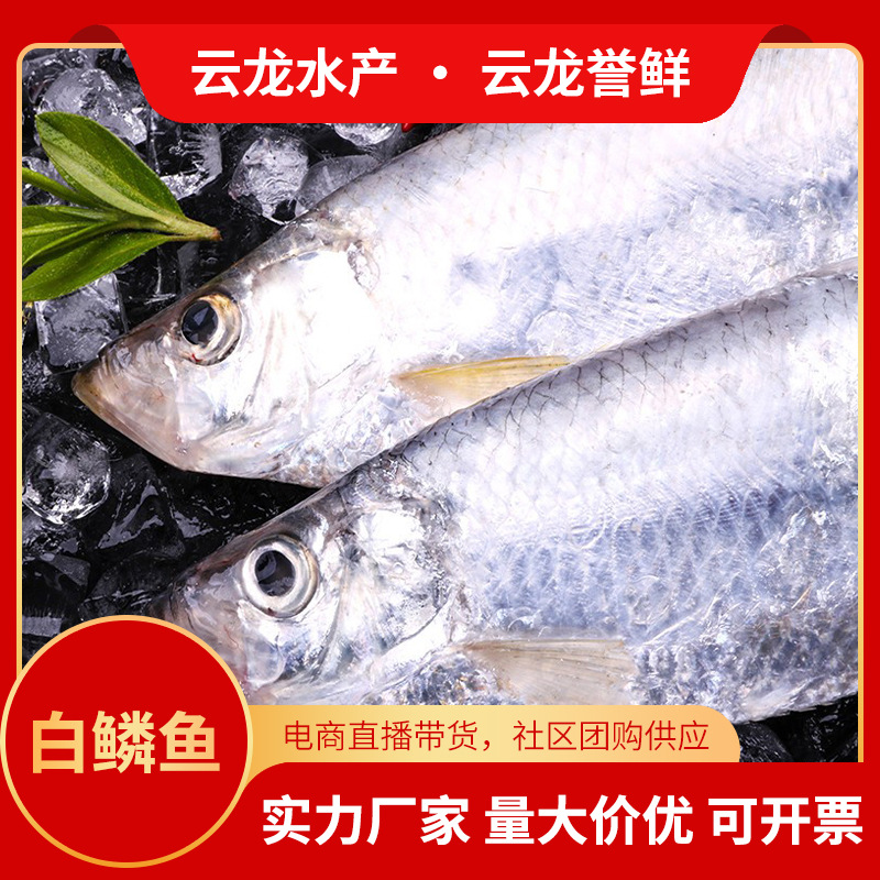 山东正宗白鳞鱼咸鱼腌制水产 老式咸鱼干 白鳞鱼咸鱼干 现货