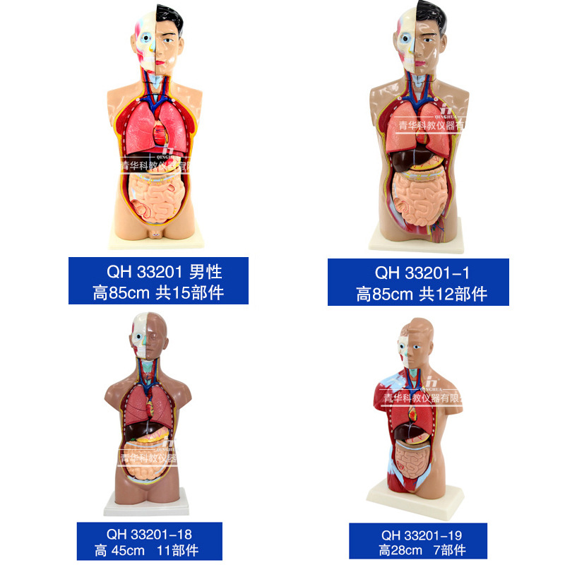 Modelo de la estructura del cuerpo humano simulación médica vísceras anatomía órgano 3D desmontable montado tronco ciencia y educación juguetes para niños