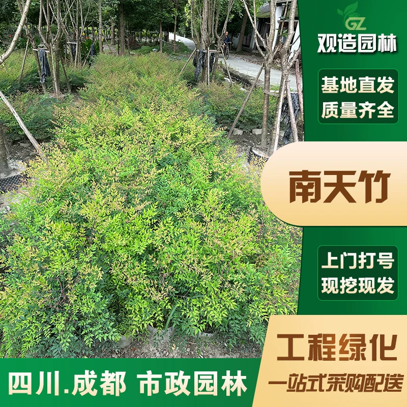 Саженцы бамбука Нантиан, Сычуаньский ландшафтный дизайн, двор, дом, кластерный огненный ландшафт, горшечные рубиновые растения и цветы