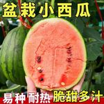 盆栽西瓜种子无籽蜂蜜小西瓜种子高产水果种子阳台庭院四季播种籽