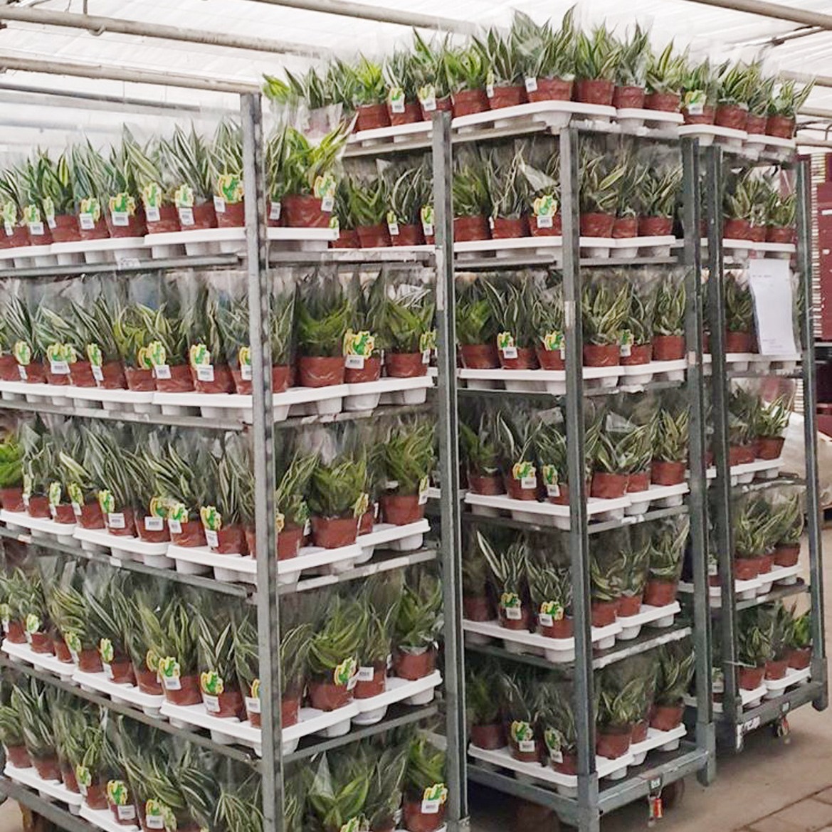 鲜花搬运车 花卉基地周转台车 园艺工具车 小盆栽周转花卉台车