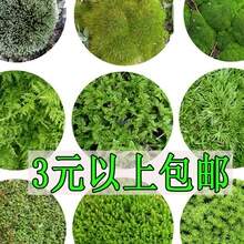 苔藓植物盆栽室内盆景绿植盆栽苔藓微景观铺面造景苔藓草坪草籽