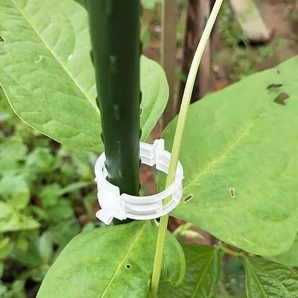 緑植果樹植物固定クリップ藤蔓固定器苗登藤支持棒果物野菜苗吊苗クリップ