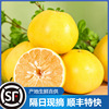重庆云阳当季时令现货新鲜水果现摘黄金蜜柚西柚梁平柚子一件代发|ru
