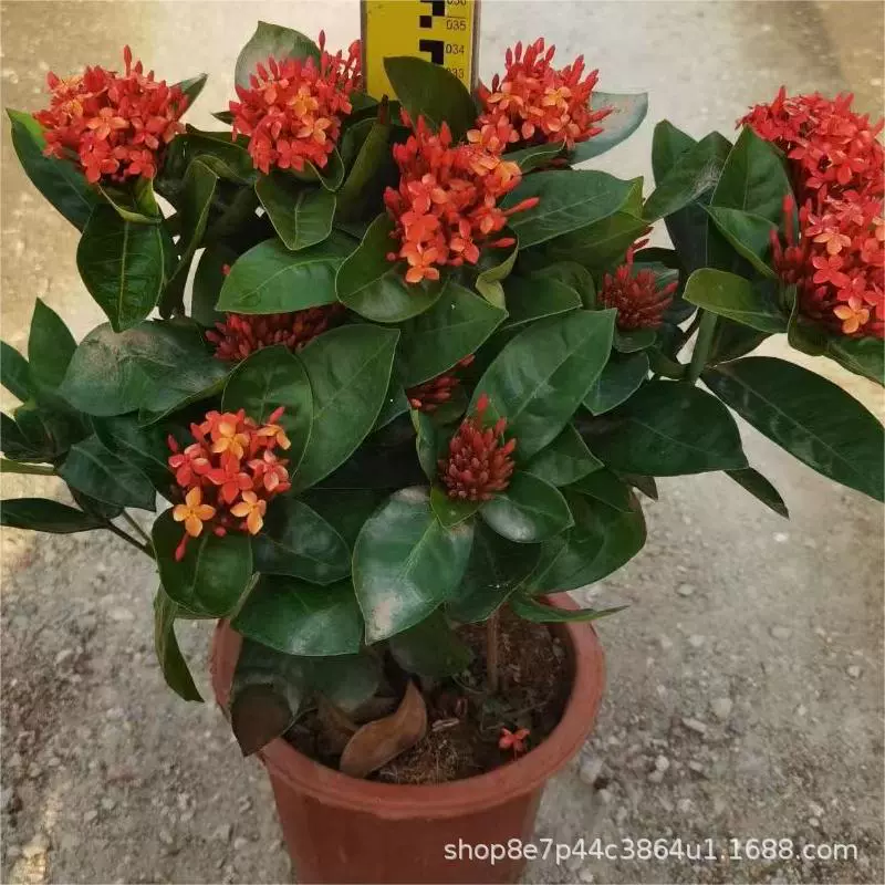 Дракон лодка цветок Индан эликсир цветок сто красный оптом в больших количествах