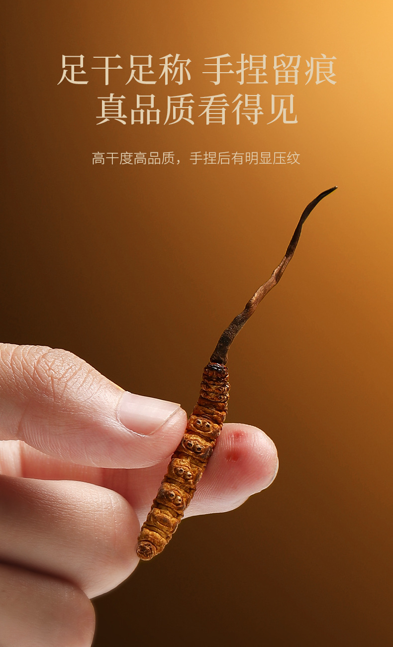 Premium Cordyceps Sinensis Gift Box 50 Stems 16.7g Dong Chong Xia Cao for Traditional Herbal Soups in use