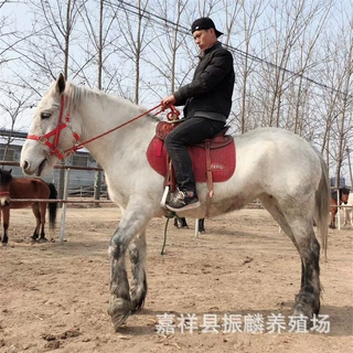 广西德保矮马 小矮马多少钱一匹 儿童骑乘矮马现在价格 马匹价格