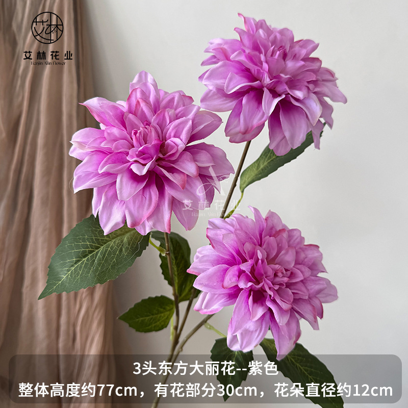 보라