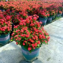 ÷׻ֲ҃k̨ͺFĻļ_Gֲ