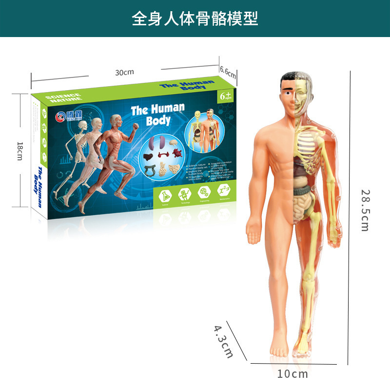 跨境玩具早教人体器官骨骼模型套装科教中小学生DIY组装儿童益智|undefined