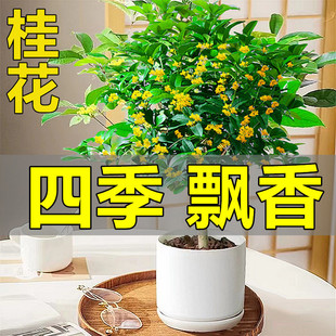 һl𻨘Խļ𵤹𻨻ֲ҃ͥԺ