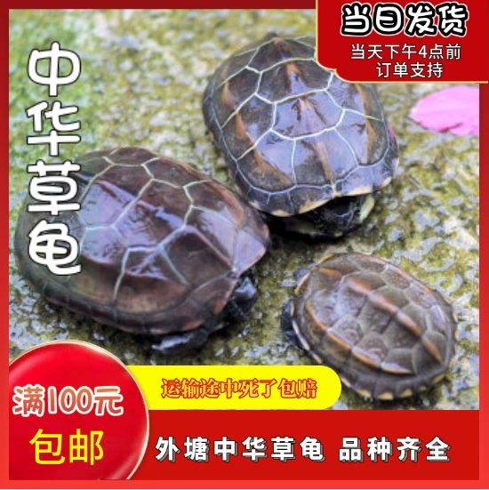 Китайская трава черепаха живая вещь декоративная черная пузатая золотая нить домашних животных маленькая черепаха черепаха рассада фермы оптом