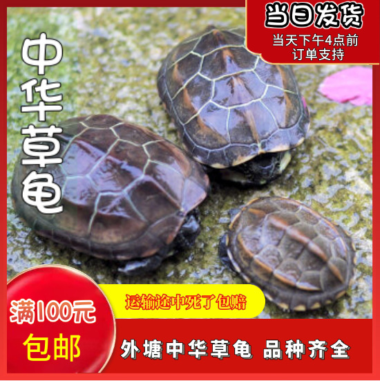 Chinese grass turtle turtle live watch black belly gold thread pet little turtle turtle seedling farm wholesale