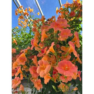 �ͺ�������������ֲ���Ϙ������̨ͥԺ�����Ԯ���̻�����������