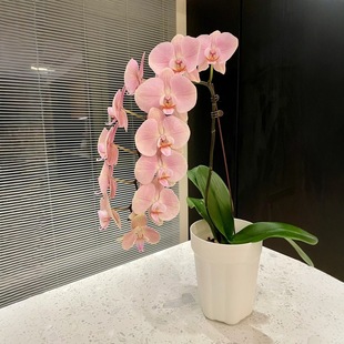 �����m���玧���������������m������͏d�҃�ֲ�ﻨ���ļ����B��